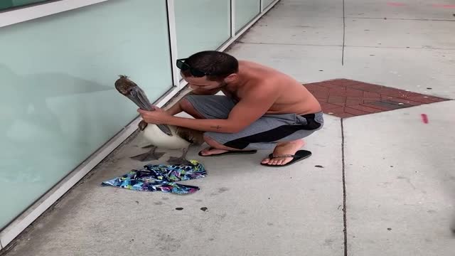 Saving a Pelican Caught in a Fishing Hook