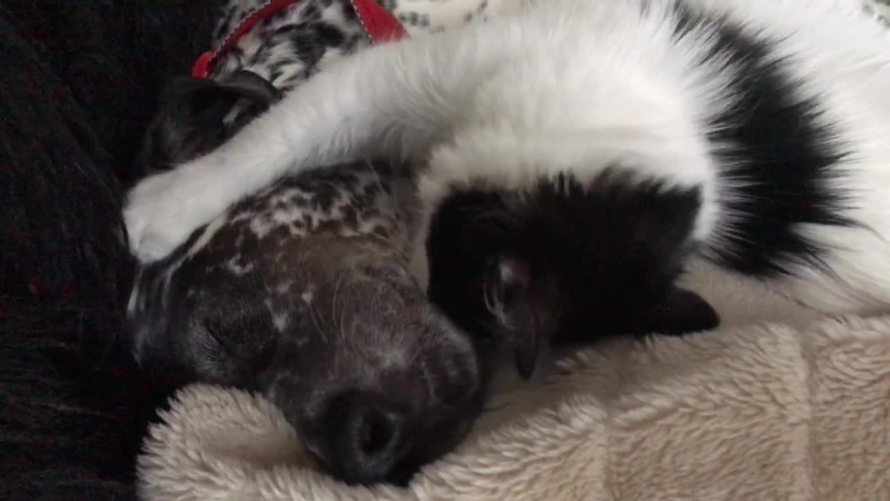 Black and white cat licks grey dog's mouth on bed