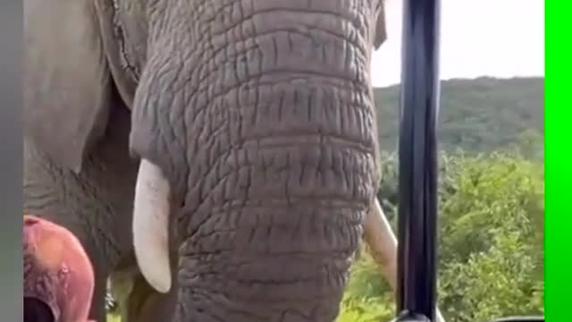 # Elephant # Wildlife Zero distance # Zoo