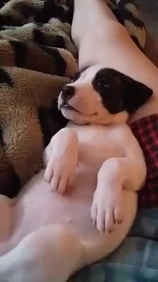 Sleeping Puppy Woken by Firetruck