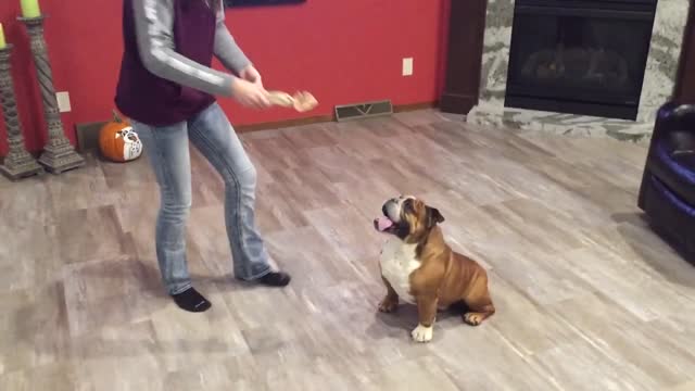 Who wins_ Bulldog VS Pug funnyviral videos