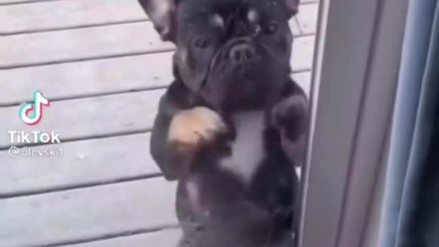 Dogs danncing to the beat