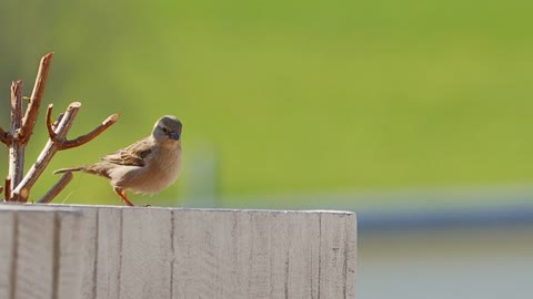 Sparrow Bird Jump Dance