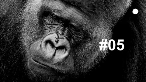 Gorilla Howling sound effect