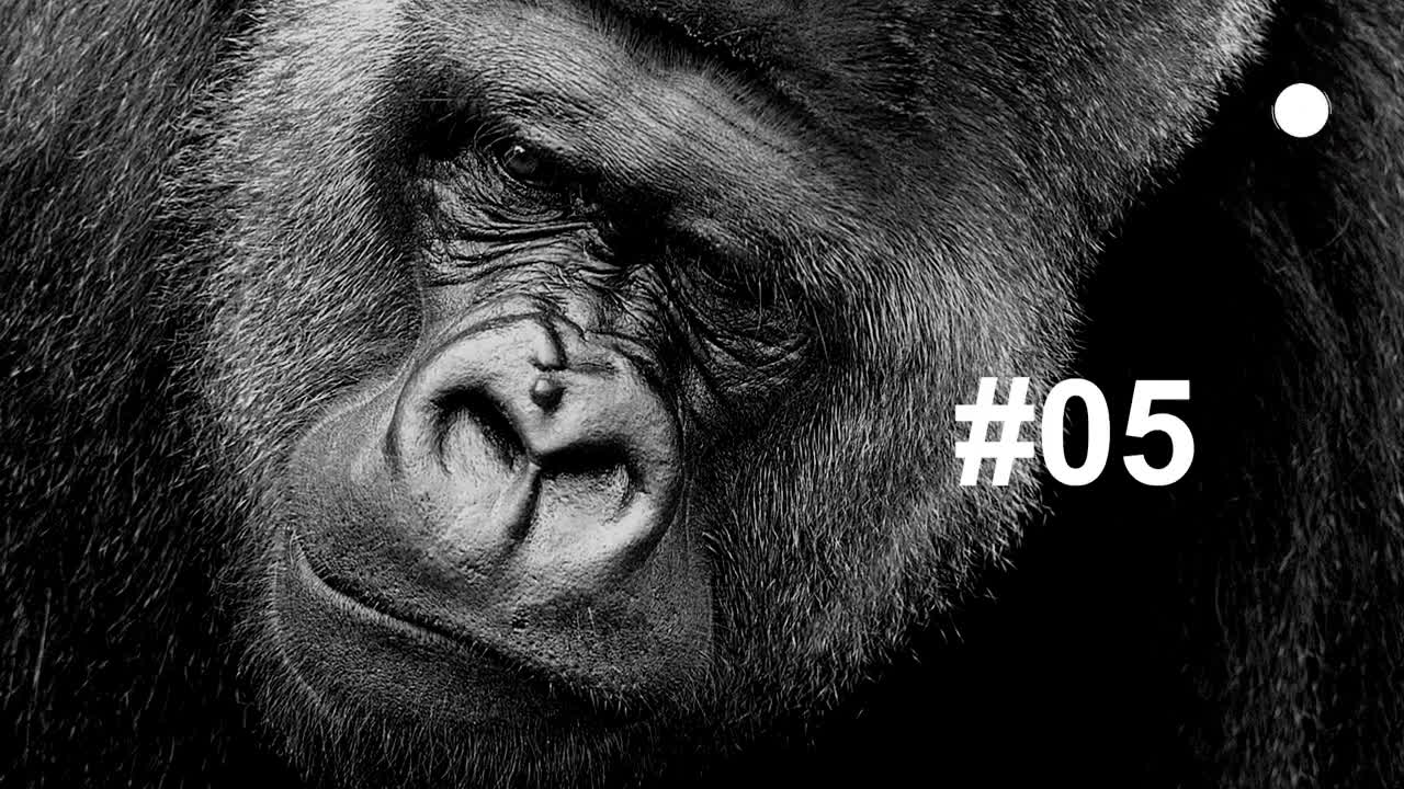 Gorilla Howling sound effect