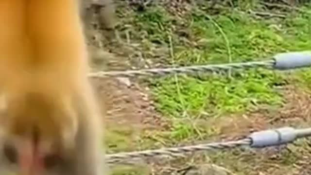 Funny animals.