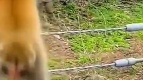 Funny animals.