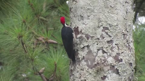 Crimson-crested Woodpecker (Campephilus melanoleucos)