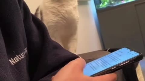 funny cat