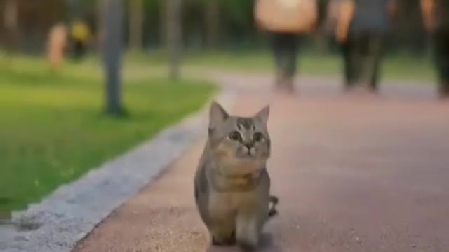 Cute cat walking