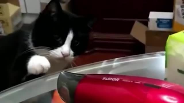 Gato com enjoo