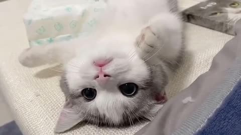 Is it nice?