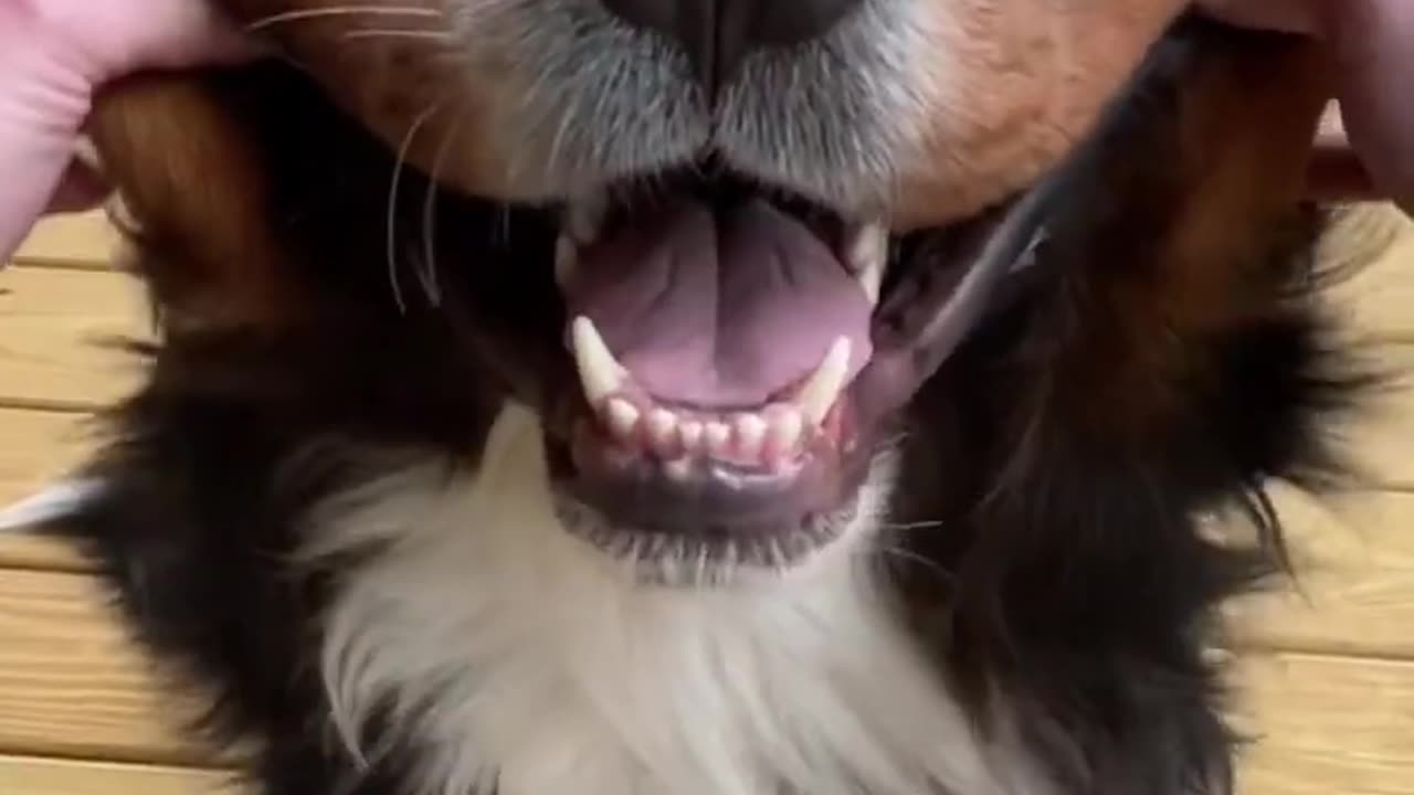 Videos of My Bernese Mountain Dog That Make Me Super Happy | Try Not to Smile | Dog is love |