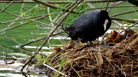 Pateta Aves Ninho Lago Ave Aquática Preto Pena