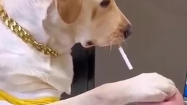 Dog is smoking a cigarette