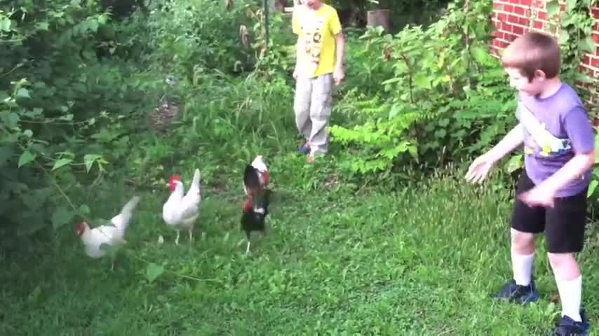 Funny chickens and roosters Chasing kids and adults llfunny videos compilation