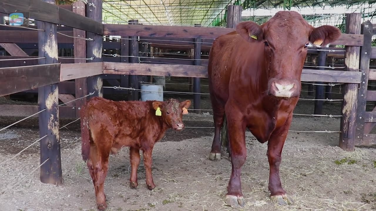 Cow Sound - Cow Mooing - Cattle Farming - Cow Sound Noise