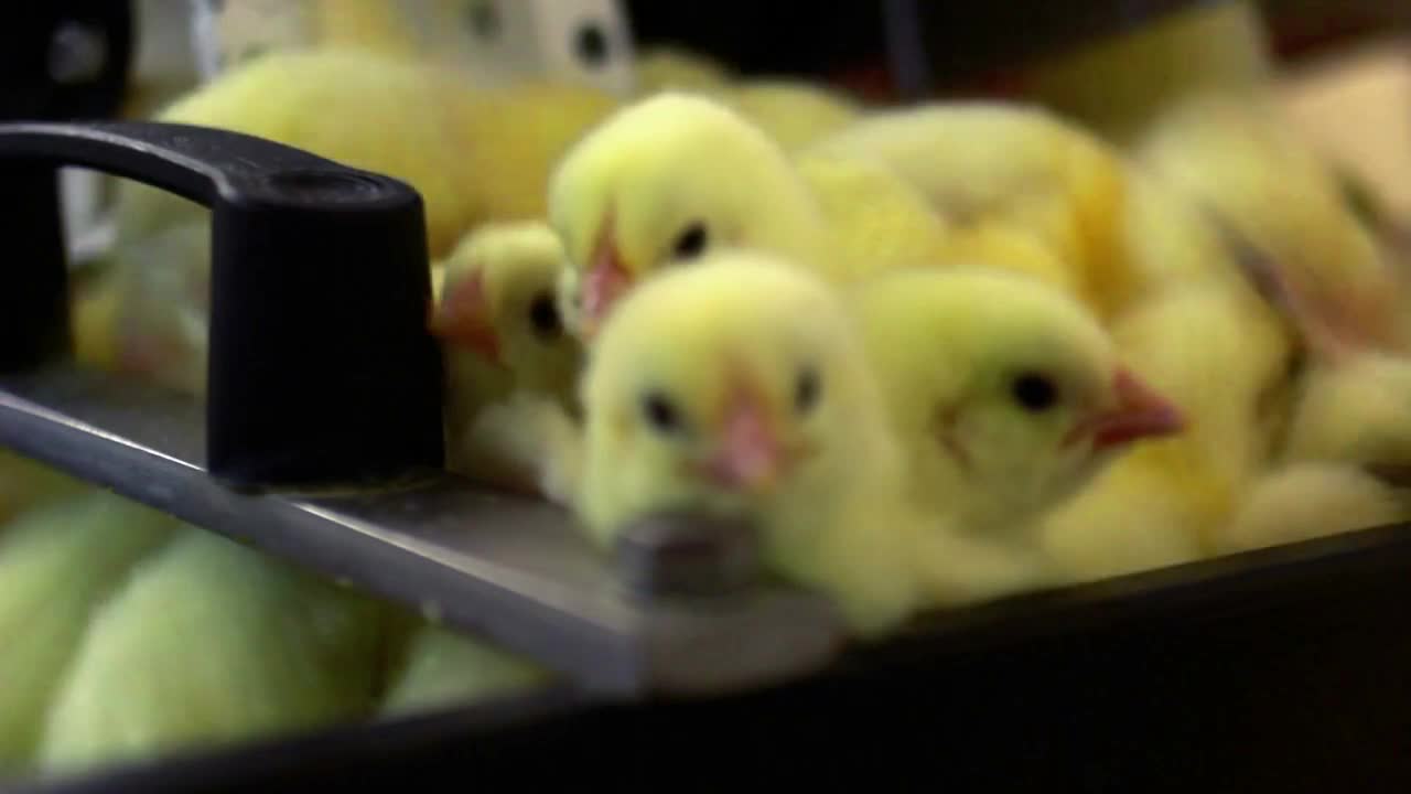 Small chicks on conveyor at chicken farm. Baby chickens on production line at food factory.