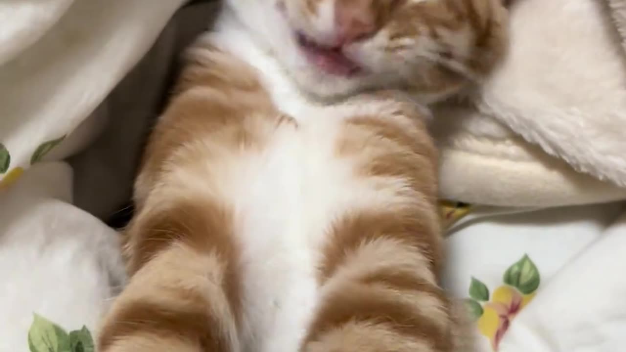 CAT video funny