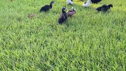 Baby Ducks