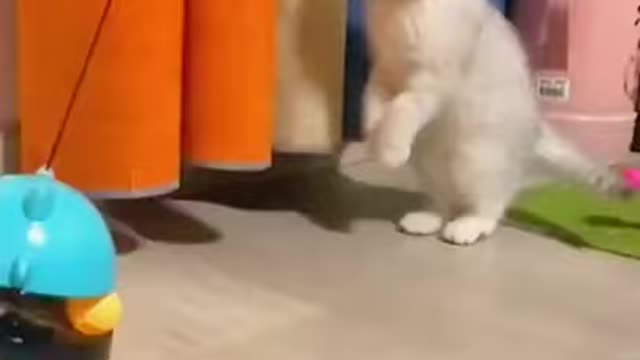 funny cat videos 2021