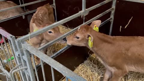 Calf love, kisses