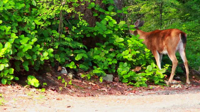 Deer Animal Food -Eating Bushes -Wilderness