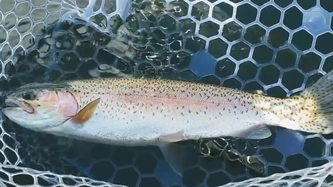 Still-water Rainbow Trout