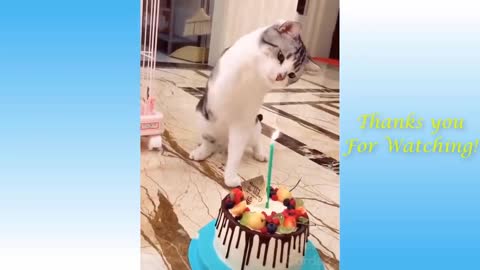 Cute Pets And Funny Animals Compilation, Cute cats, dogs and animals. Crazy Animals Channel