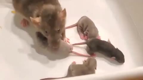 Mama rat shows off her babies to human in this sweet video