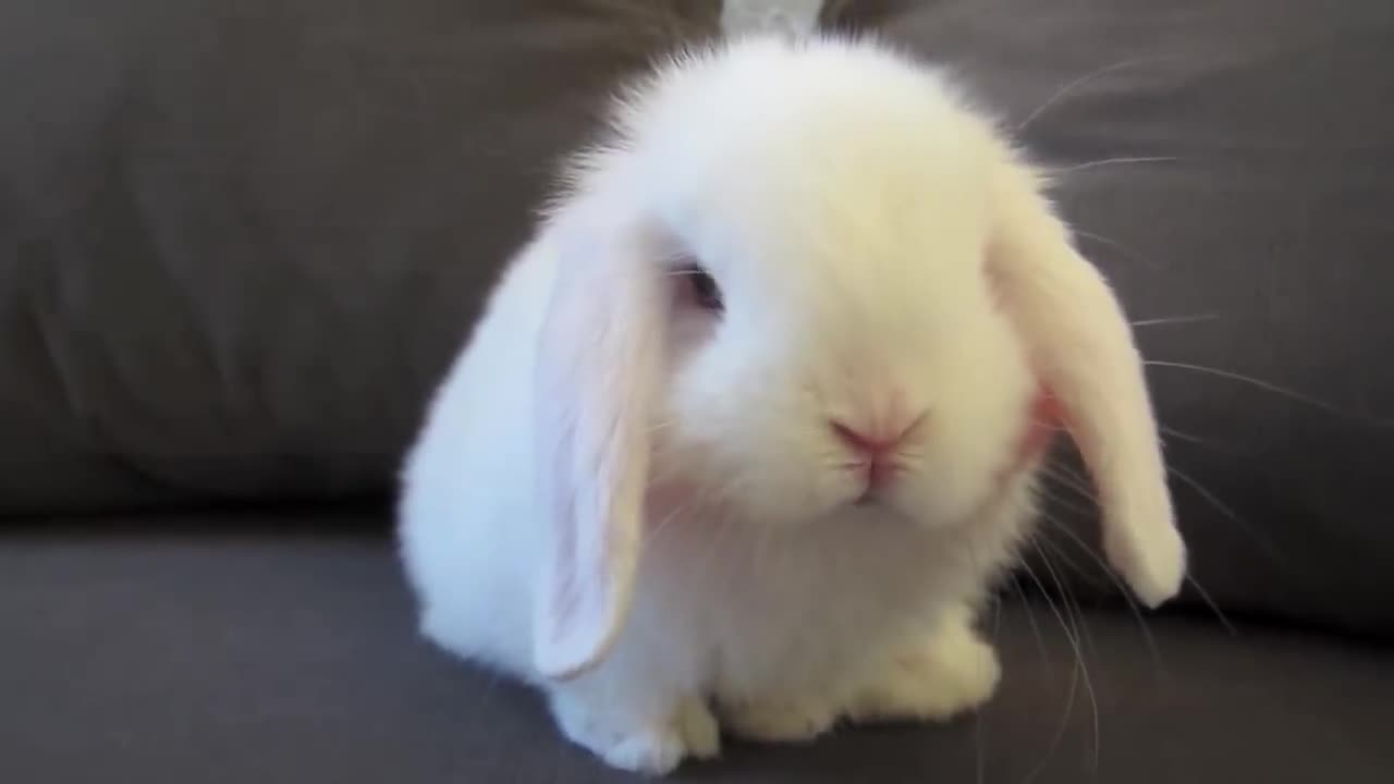 Cute Baby Bunny Washing Her Face