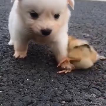 FUNNY AND CUTE ANIMALS 😂😂😂🐕🐩