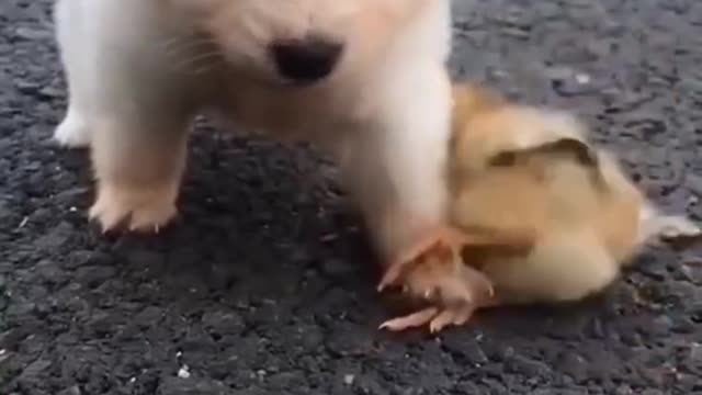 FUNNY AND CUTE ANIMALS 😂😂😂🐕🐩