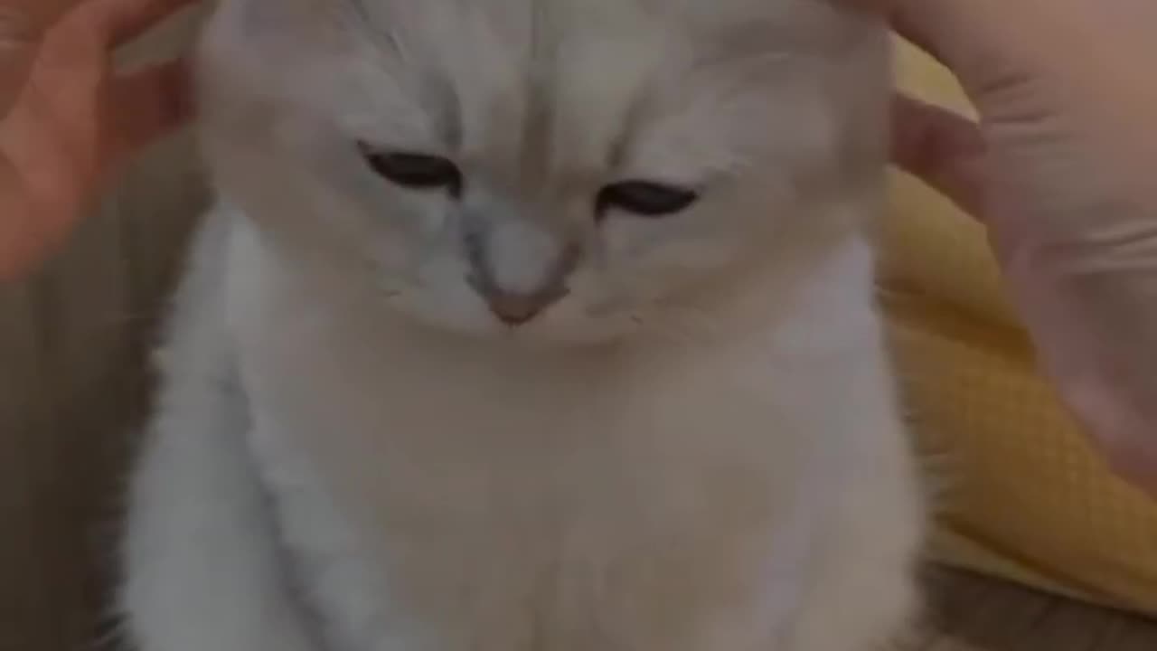 Bagad bills funny video