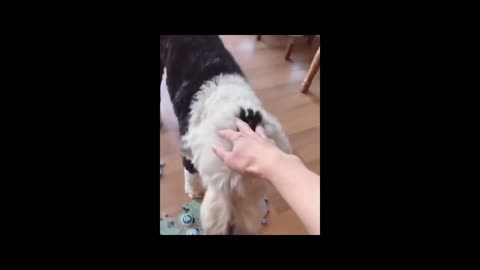 A dog communicates with buttons