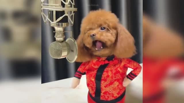 Babe dog singing Christmas music