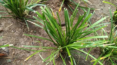 See if this plant looks like a leek