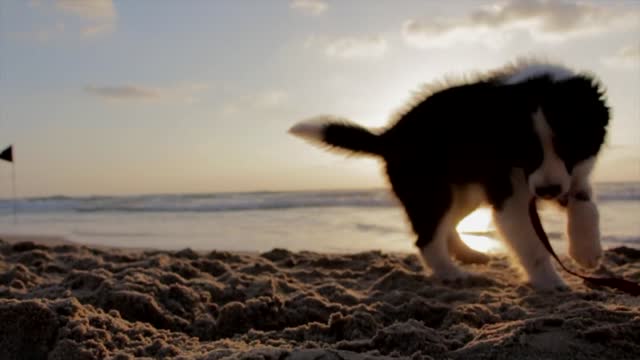 A beautiful dog playing with his string on the sand