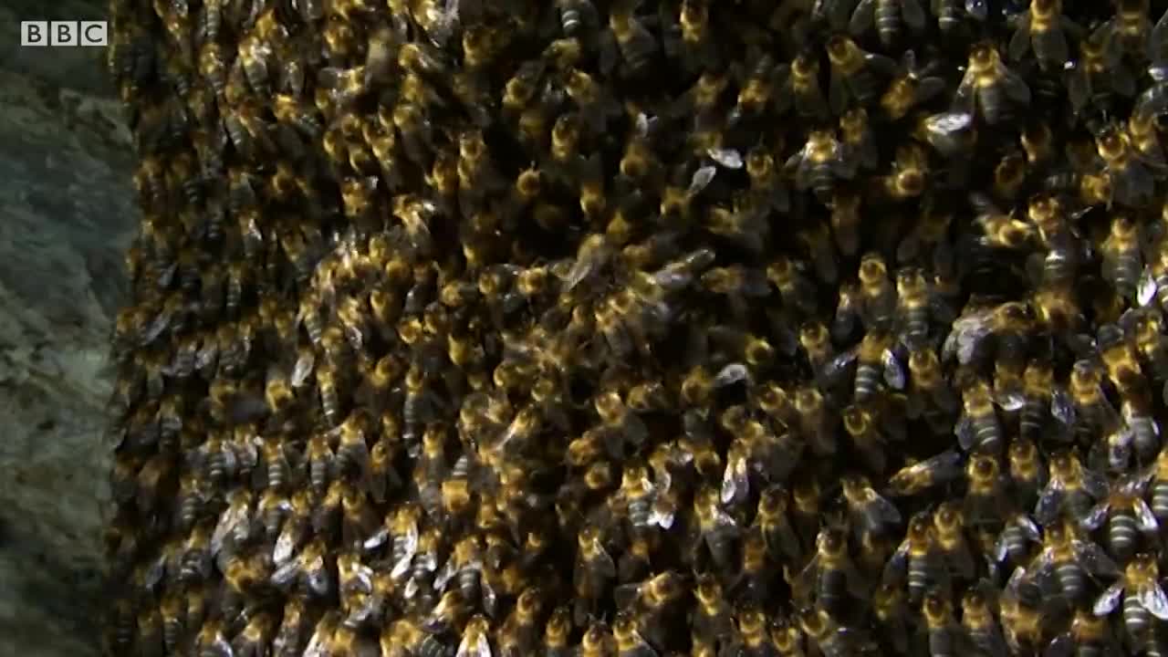Amazing 100 Pound Bee Colony | BBC Earth