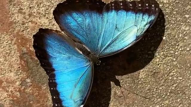 Butterfly park or “Mariposario” - a hidden gem in the south of Spain Benalmadena.