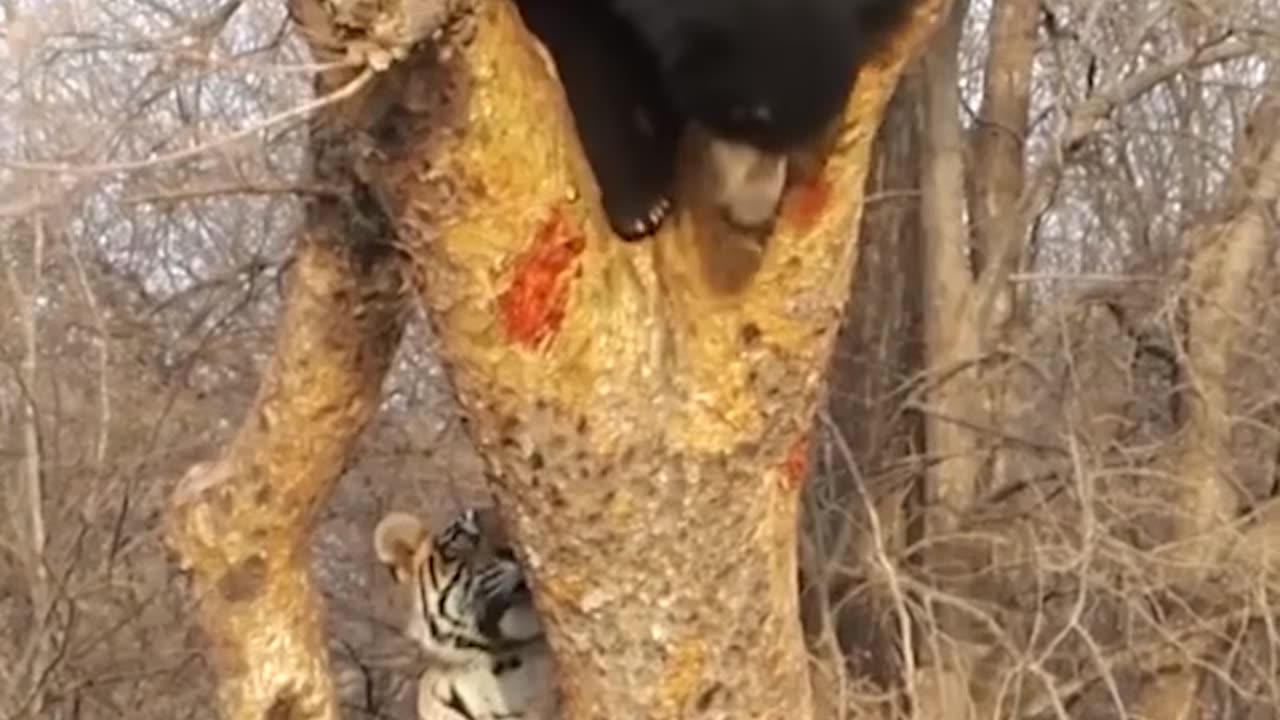 Bengal Tiger Attacks Sloth Bear In Tree