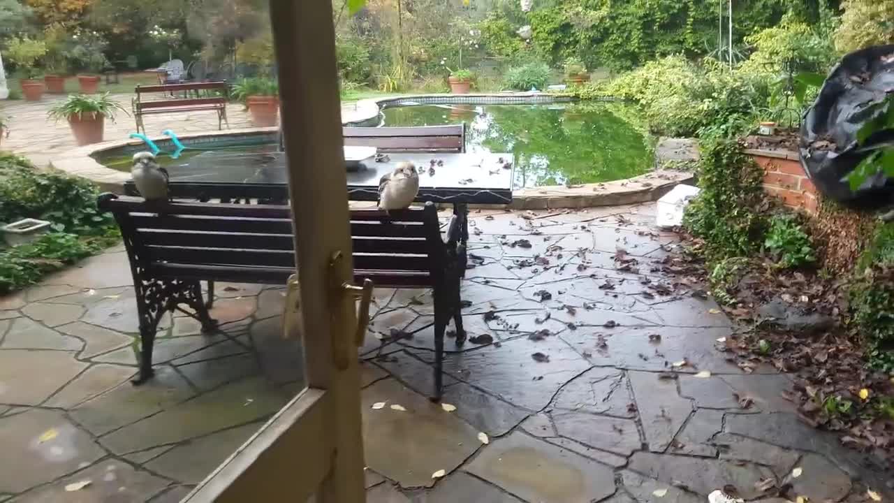 Overrun by cute birds! Kookaburras and a magpie.