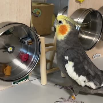 A cockatiel bird imitates what its owner does to sing
