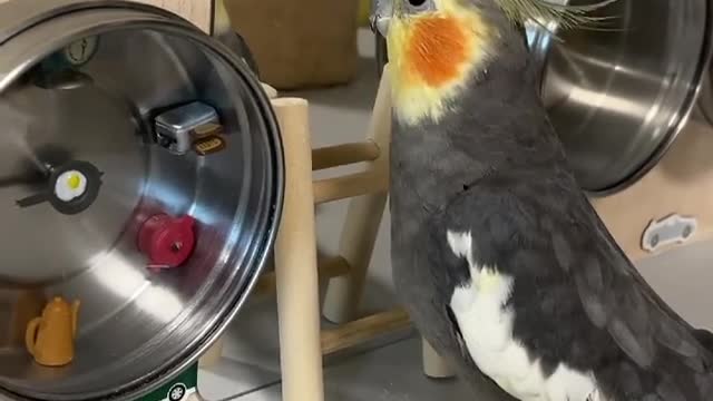 A cockatiel bird imitates what its owner does to sing