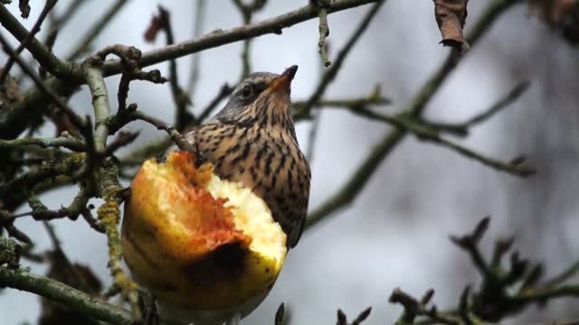 A Feildfare eating.