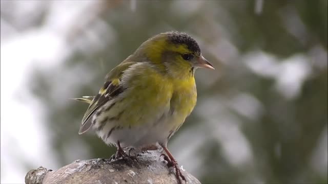 Cute olive sparrow.