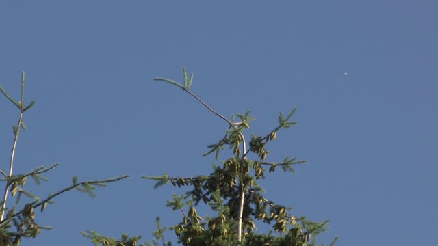 Eagle About To Take Flight