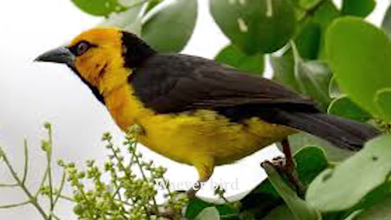 Weaver bird