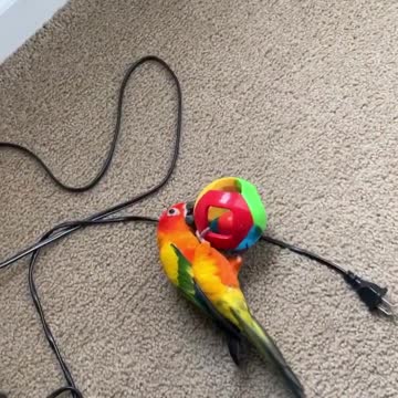 Sun conure plays fetch!