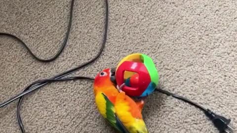 Sun conure plays fetch!